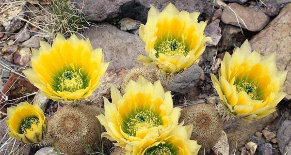 雪莲的生长周期是多长时间？如何正确养护以延长花期？