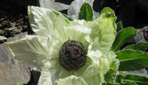 雪莲的生长周期是多长时间？如何正确养护以延长花期？