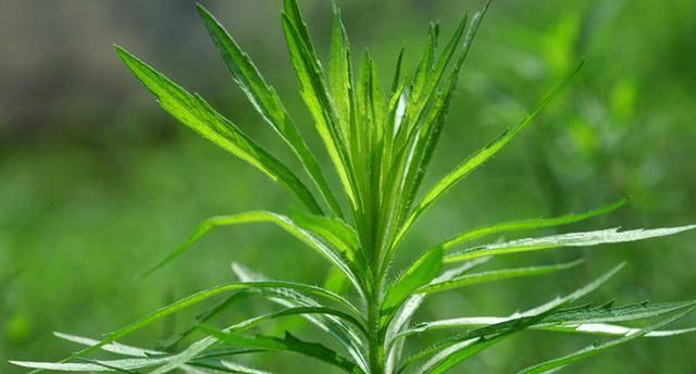 香草的生长周期是多长时间？如何正确管理香草植物？