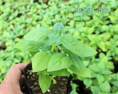 香草的生长周期是多长时间？如何正确管理香草植物？