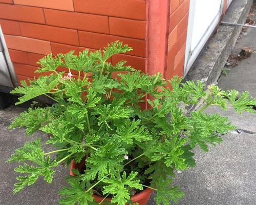 香草的生长周期是多长时间？如何正确管理香草植物？