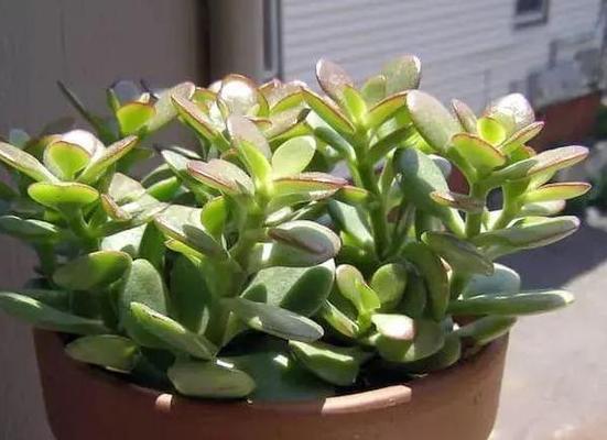 玉树花期持续多久？如何延长花期？
