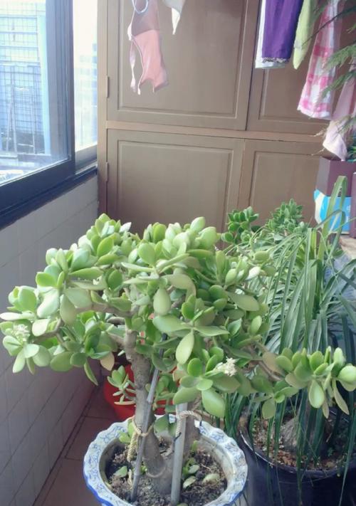 玉树花期持续多久？如何延长花期？