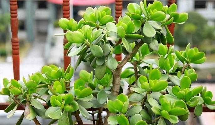玉树花期持续多久？如何延长花期？