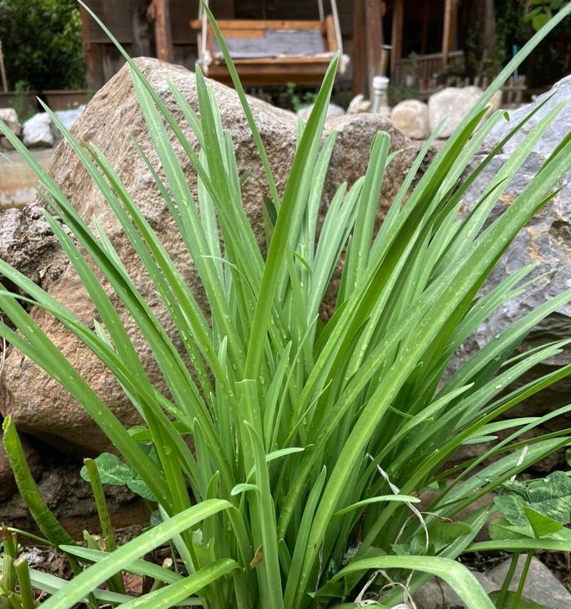 韭菜兰花怎么养？养殖过程中应注意哪些问题？