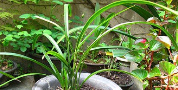 韭菜兰花怎么养？养殖过程中应注意哪些问题？