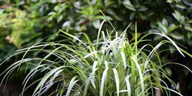 韭菜兰花怎么养？养殖过程中应注意哪些问题？