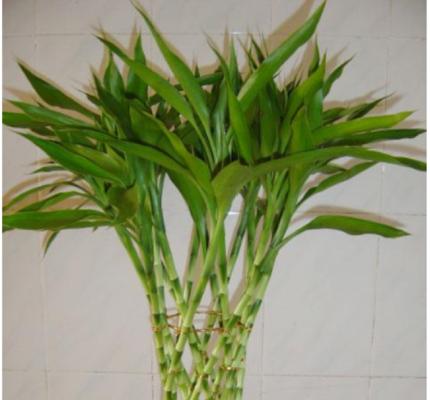 富贵竹的象征意义是什么？它在风水中有何作用？