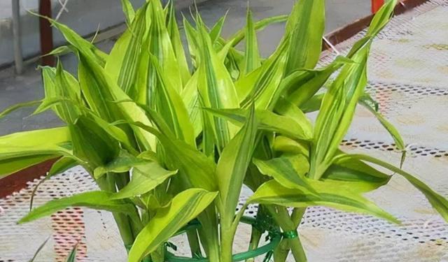 富贵竹的象征意义是什么？它在风水中有何作用？