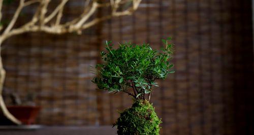 小叶赤楠冬天浇水方法？冬季养护需要注意什么？