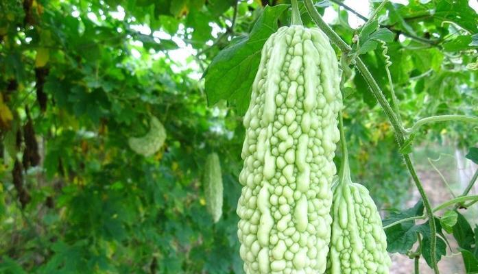 挑选苦瓜不苦的秘诀是什么？如何确保苦瓜好吃？