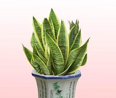 牛奶浇芦荟会有什么影响？正确浇灌芦荟的方法是什么？