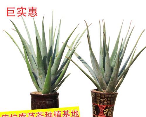 牛奶浇芦荟会有什么影响？正确浇灌芦荟的方法是什么？