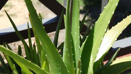 牛奶浇芦荟会有什么影响？正确浇灌芦荟的方法是什么？