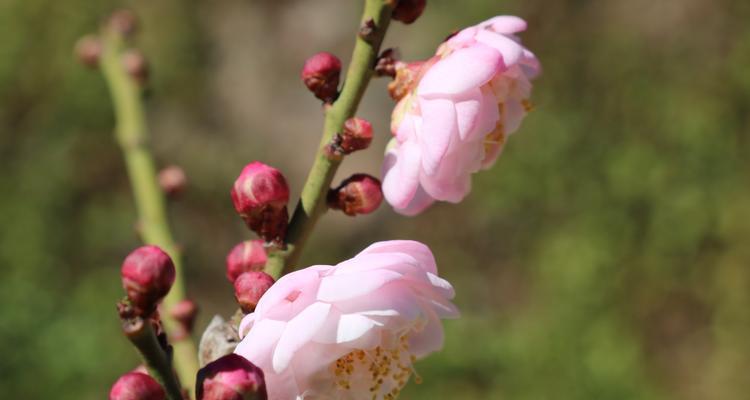 梅花通常在哪个季节盛开？如何识别梅花的花期？