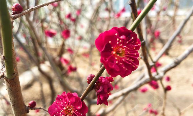 梅花通常在哪个季节盛开？如何识别梅花的花期？