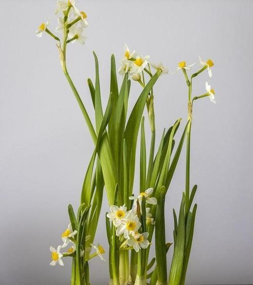 水仙花在室内养有毒吗？如何安全养护？