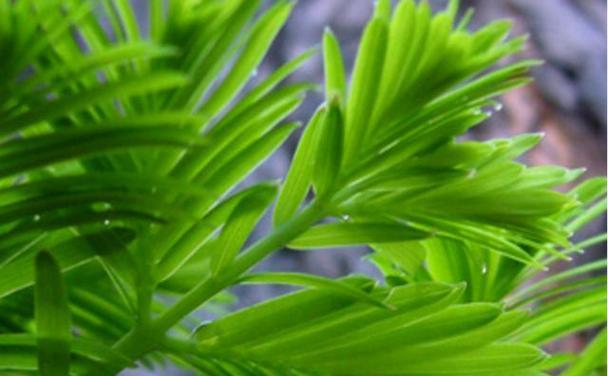 春雨修剪技巧有哪些？如何让春雨看起来更美观？