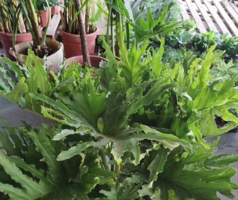 春雨修剪技巧有哪些？如何让春雨看起来更美观？