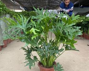 春雨修剪技巧有哪些？如何让春雨看起来更美观？