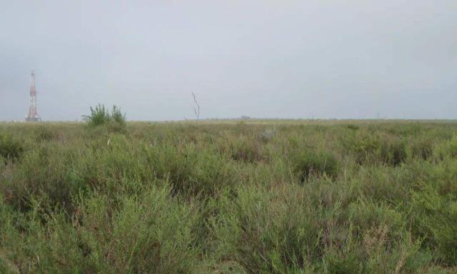 沙蒿属于哪个植物类别？它的特点和用途是什么？