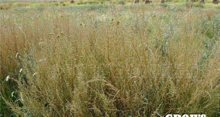 沙蒿属于哪个植物类别？它的特点和用途是什么？