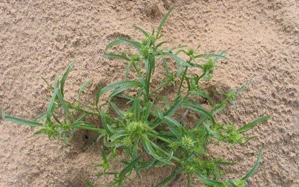 沙蒿属于哪个植物类别？它的特点和用途是什么？