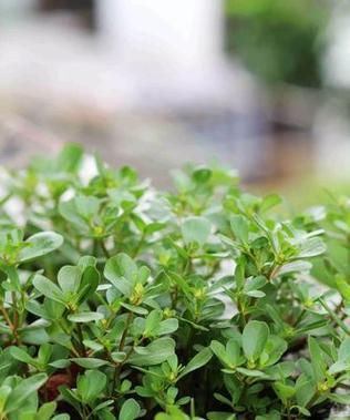 马齿苋生吃与熟吃哪种更健康？营养差异大解析？