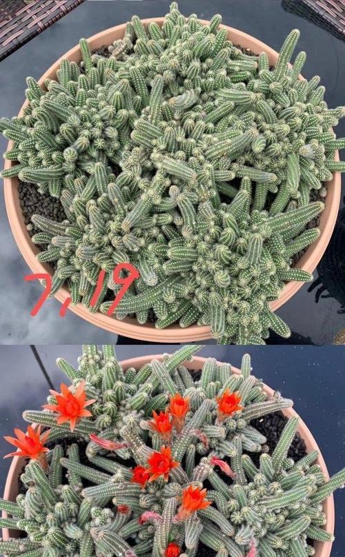 仙人指喜不喜欢阳光？如何正确养护仙人指植物？