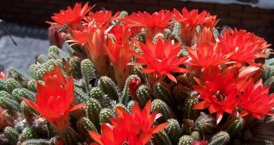 仙人指喜不喜欢阳光？如何正确养护仙人指植物？