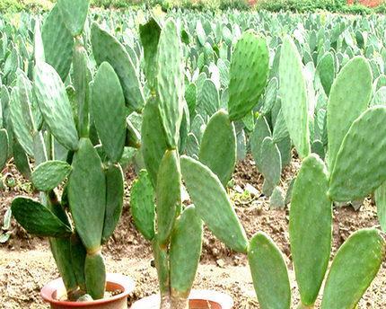 仙人指喜不喜欢阳光？如何正确养护仙人指植物？