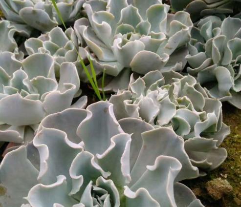 海洋之露属于什么植物类别？它的特点和用途是什么？
