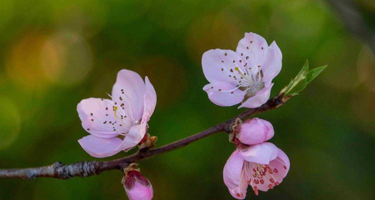 桃花是哪个市的市花？如何查询市花信息？