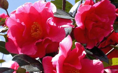 桃花是哪个市的市花？如何查询市花信息？