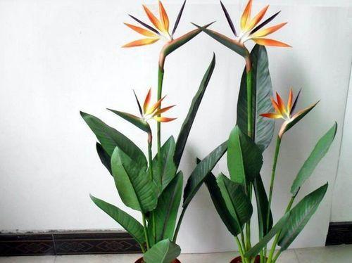 鹤望兰养殖方法有哪些？需要注意哪些事项？