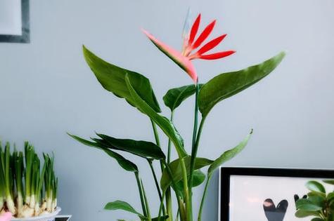 鹤望兰养殖方法有哪些？需要注意哪些事项？