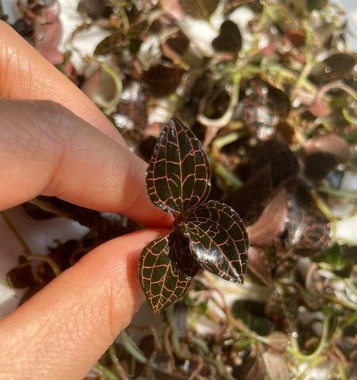 金线莲亩产量多少斤？如何提高金线莲的产量？