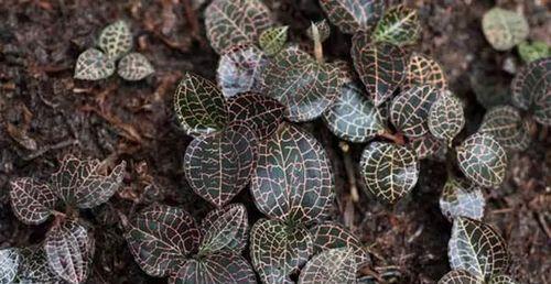 金线莲亩产量多少斤？如何提高金线莲的产量？