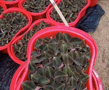 金线莲亩产量多少斤？如何提高金线莲的产量？