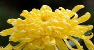 黄菊花花语代表什么意思？了解黄菊花的象征意义和用途？