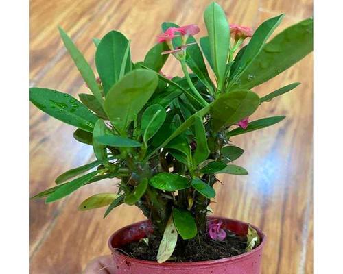 虎刺梅施肥指南：喜肥吗？应该施什么肥料？