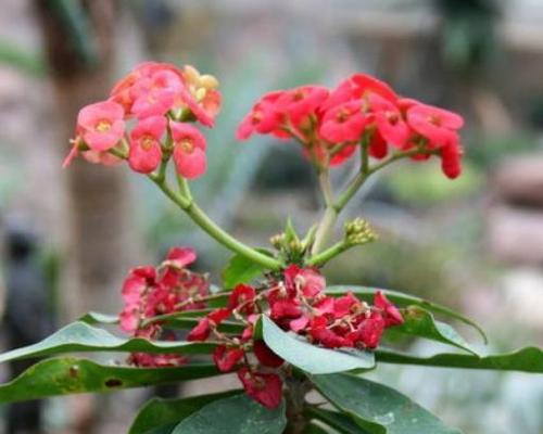 虎刺梅施肥指南：喜肥吗？应该施什么肥料？