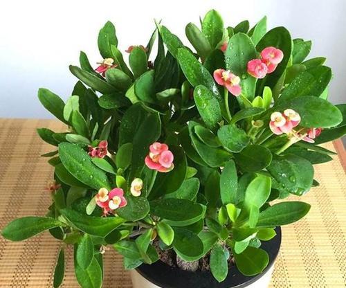 虎刺梅施肥指南：喜肥吗？应该施什么肥料？