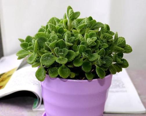 香味植物有哪些？如何挑选适合家庭种植的？