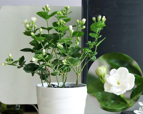 香味植物有哪些？如何挑选适合家庭种植的？