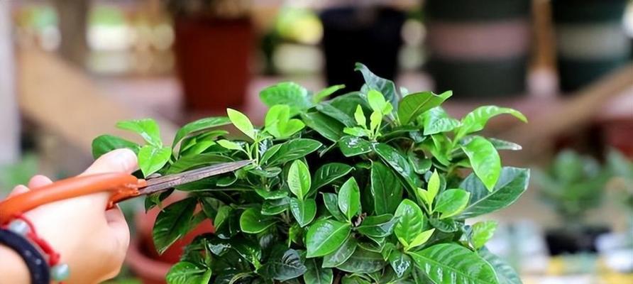 香味植物有哪些？如何挑选适合家庭种植的？