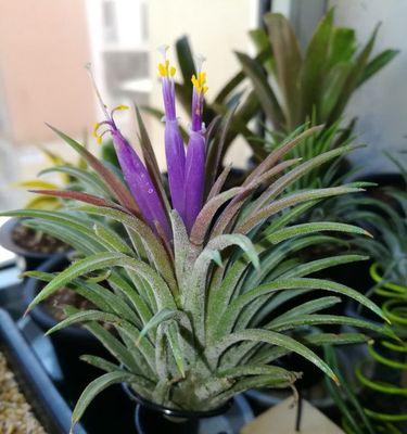 空气凤梨冬天养护技巧有哪些？如何确保其安全过冬？