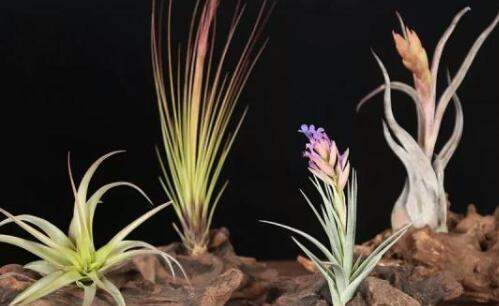 空气凤梨冬天养护技巧有哪些？如何确保其安全过冬？