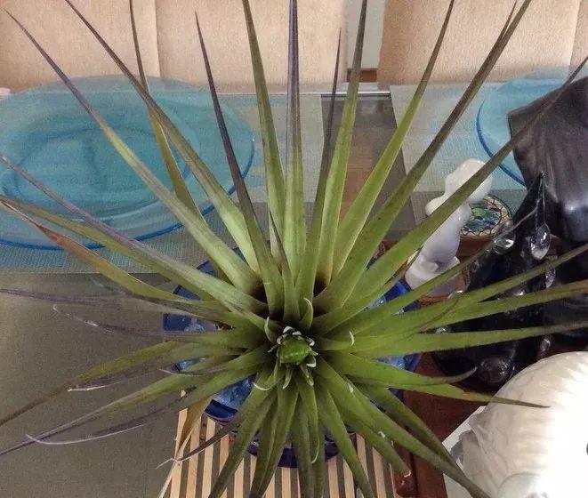 空气凤梨冬天养护技巧有哪些？如何确保其安全过冬？