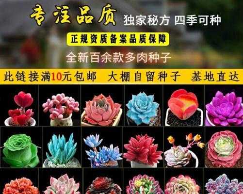 肉肉种子怎么种植？种植过程中需要注意哪些问题？